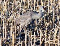 Sandhill Crane
